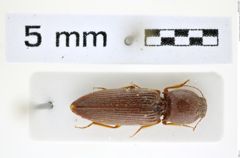 Foto (Dorsalansicht) von Cardiophorus castaneus (Candèze, 1878) (NHMW-ZOO-COL-0008273)